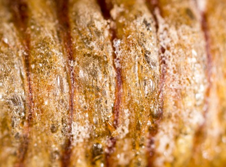 insect pupa as a background. macro