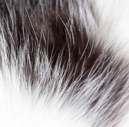Fluffy cat hair as background. Beautiful textureの写真素材