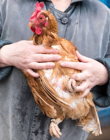 Portrait of a red hen in hands .の写真素材