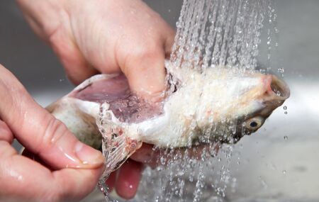 The cook washes the fish in the water .の写真素材