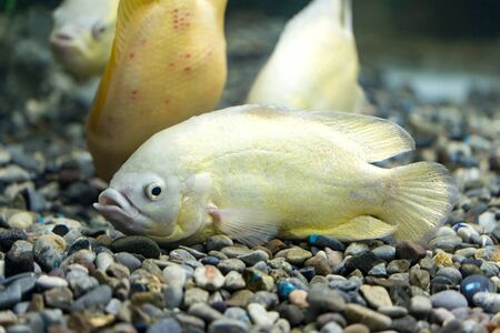 Beautiful fish floating in an aquarium in the zooの写真素材