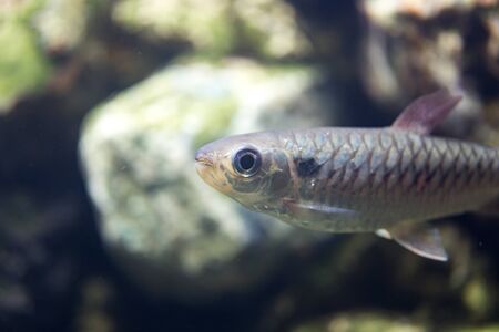Beautiful fish floating in an aquarium in the zooの写真素材