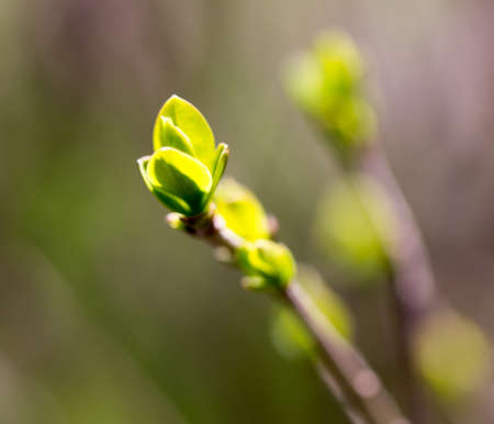 A green bud grows on a tree in the spring .