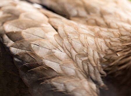 Feathers of an eagle as a background in natureの写真素材