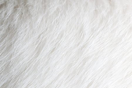 White hair on the cat as background .の写真素材