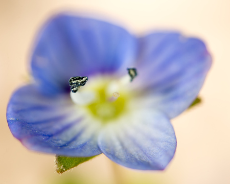 Beautiful little blue flower on nature. macroの写真素材