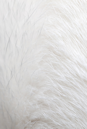 White hair on the cat as background .の写真素材