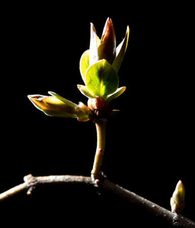 Bud grows on a tree branch on a black background
