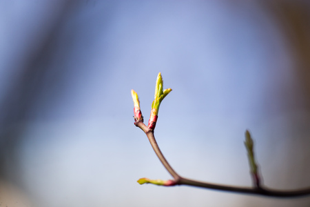 Buds blossom on a tree branch in natureの写真素材