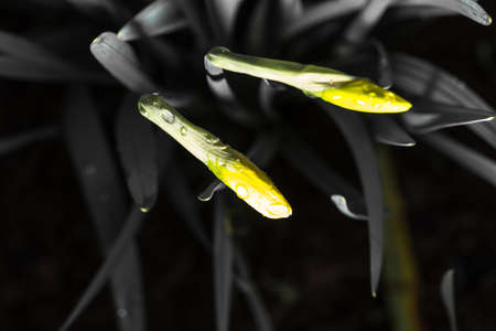 Indoor yellow flower in nature .の写真素材