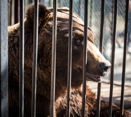 Bear behind the metal fence at the zoo .の写真素材
