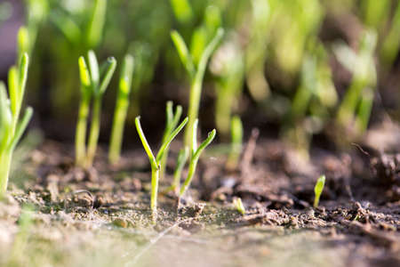 Small plants on the ground in spring .