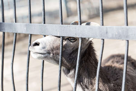 Goat behind the metal fence in the zoo .の写真素材