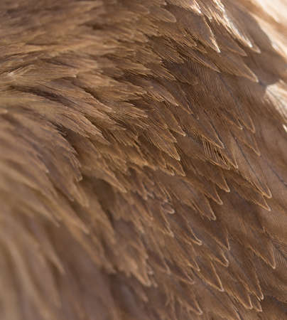 Feathers of an eagle as a background in natureの写真素材