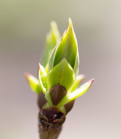 A green bud grows on a tree in the spring .の写真素材
