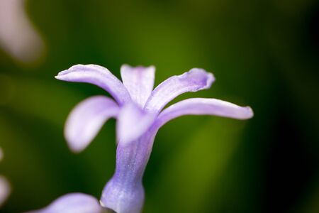 Beautiful blue flower in a park on nature. macro