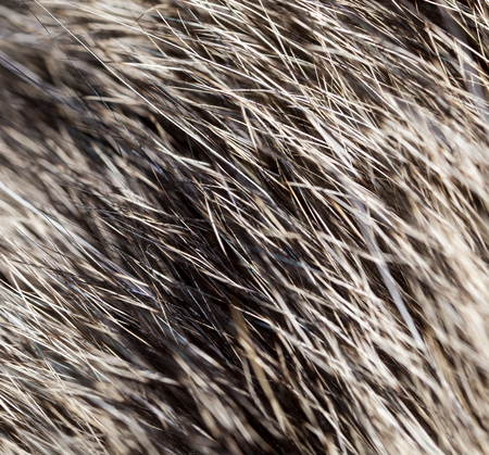 Hair on the cat as a background. macroの写真素材