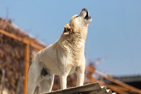 Dog on the roof of the house .の写真素材