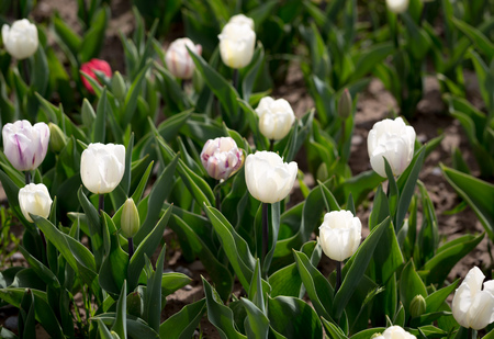 Beautiful white tulips in a park in natureの写真素材