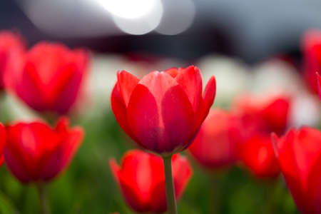 Beautiful red tulips in a park in the natureの写真素材