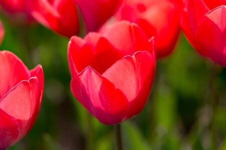Beautiful red tulips in a park in the natureの写真素材