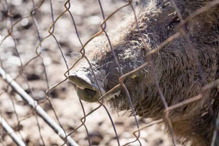 Boar behind a metal fence in the zooの写真素材