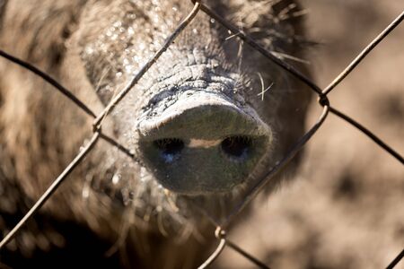 Boar behind a metal fence in the zooの写真素材