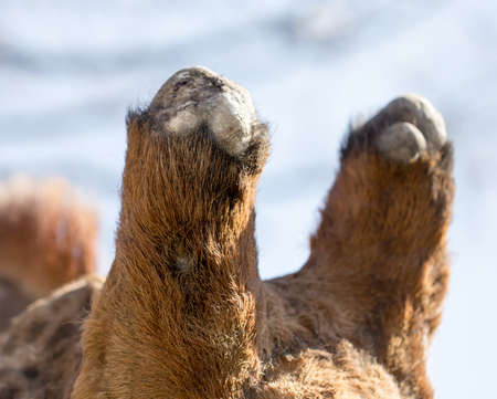 Horn of a giraffe against a blue sky .の写真素材