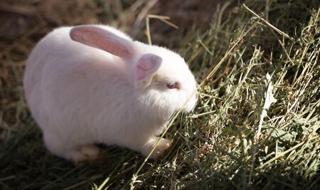 Hares on the ground in the wild .の写真素材