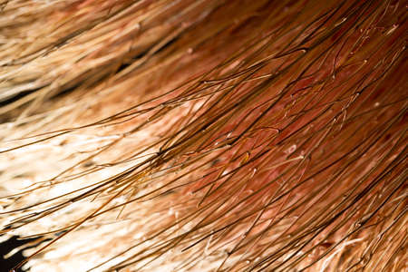 Detail of a broom as a background .の写真素材