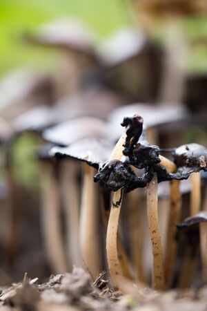Inedible mushrooms on the ground in the park .の写真素材