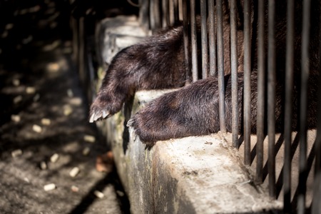Bear behind the metal fence at the zoo .の写真素材