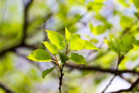 Small green leaves on a tree in spring .の写真素材