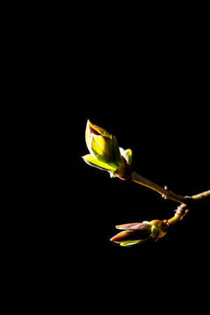 Bud grows on a tree branch on a black background