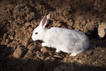 Hares on the ground in the wild .の写真素材
