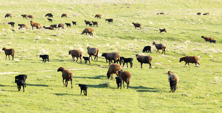 Sheep in the pasture in the open air .の写真素材
