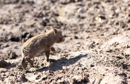 Little pig in the mud on the natureの写真素材
