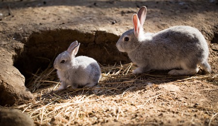 Hares on the ground in the wild .の写真素材
