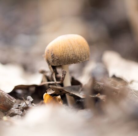 Inedible mushrooms on the ground in the park .