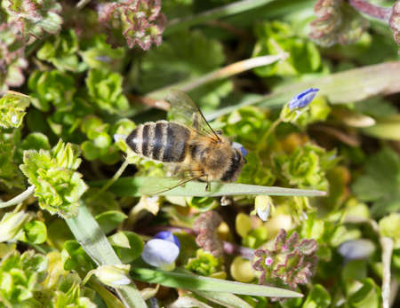 Bee in the grass on the flowers .