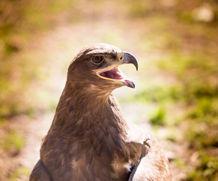 Portrait of an eagle in a park in nature