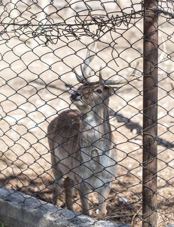 Deer behind the fence at the zoo .の写真素材