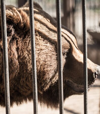 Bear behind the metal fence at the zoo .の写真素材