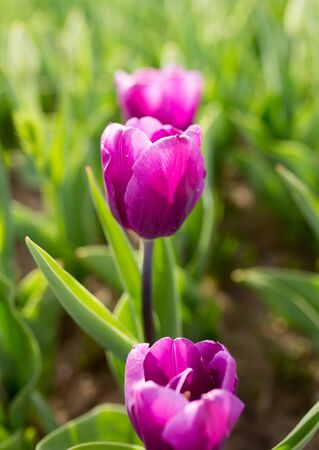 Beautiful purple tulips in a park in natureの写真素材