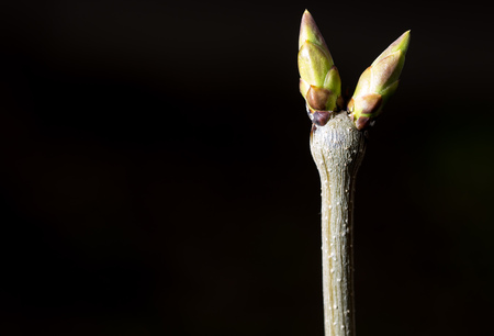 Bud grows on a tree branch on a black background .の写真素材