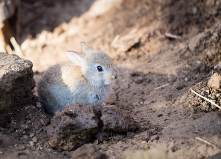 Hares on the ground in the wild .の写真素材