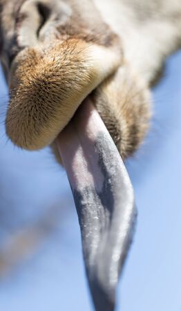 Giraffe shows a great language in natureの写真素材