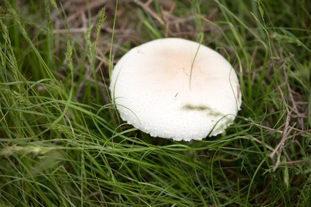 White mushroom on nature in the grass .の写真素材