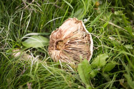 White mushroom on nature in the grass .の写真素材