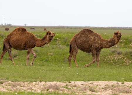 Camel in the pasture in the spring .の写真素材